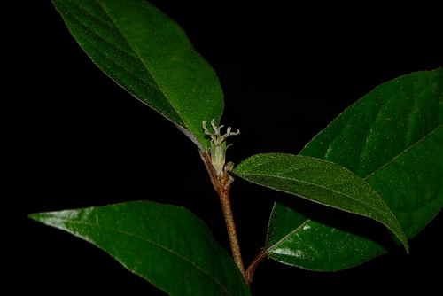 Image of Croton zeylanicus by no rights reserved