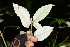 Croton zeylanicus