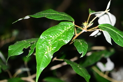 Croton zeylanicus