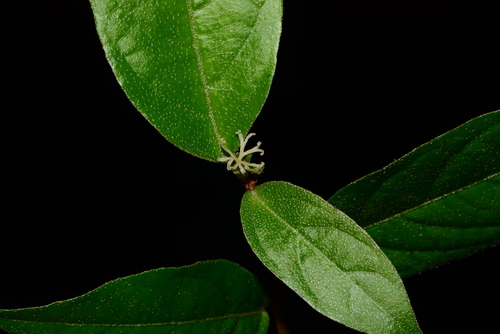 Image of Croton zeylanicus by no rights reserved
