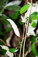 Croton zeylanicus