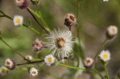 Erigeron acris acris