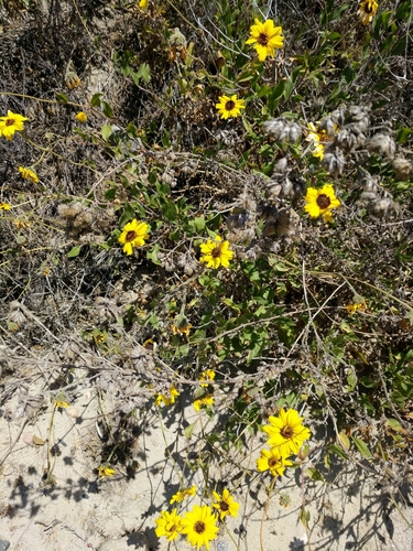 Encelia californica