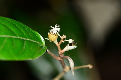 Croton zeylanicus