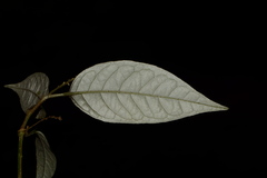 Croton zeylanicus