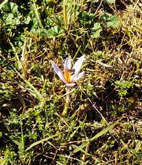 Crocus oreocreticus