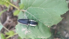 Chalcolepidius apacheanus