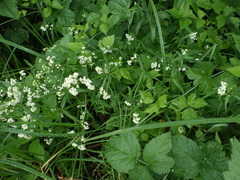 Galium rubioides