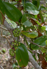 Smilax calophylla
