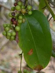 Smilax calophylla