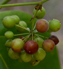 Smilax calophylla