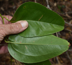 Smilax calophylla