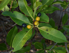 Alyxia spicata
