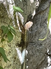 Sceloporus licki