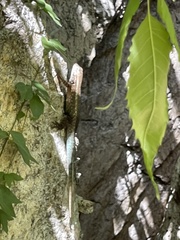 Sceloporus licki