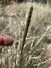 Sporobolus contractus