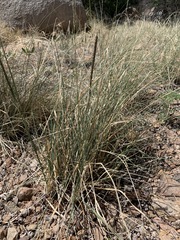 Sporobolus contractus