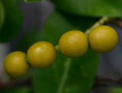 Alyxia spicata