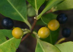 Alyxia spicata