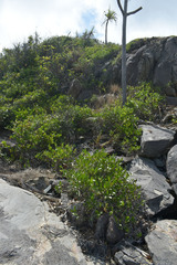 Alyxia spicata