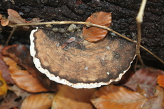 Ganoderma applanatum