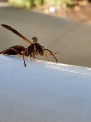 Polistes