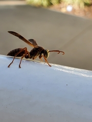 Polistes
