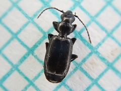 Microlestes minutulus