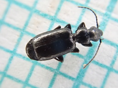 Microlestes minutulus