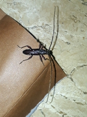 Ambonus interrogationis