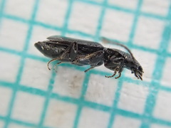 Microlestes minutulus