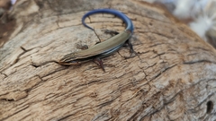 Plestiodon callicephalus