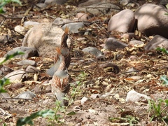 Callipepla douglasii