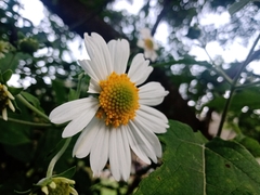 Montanoa bipinnatifida