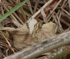 Heliopetes laviana