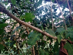 Montanoa bipinnatifida