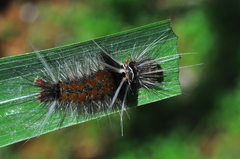 Erebidae