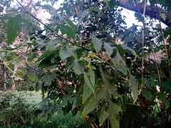 Montanoa bipinnatifida
