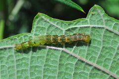 Lepidoptera