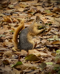 Sciurus anomalus