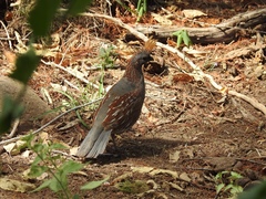 Callipepla douglasii