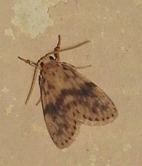 Miltochrista arcuata