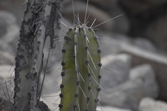 Neoraimondia arequipensis