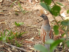 Callipepla douglasii