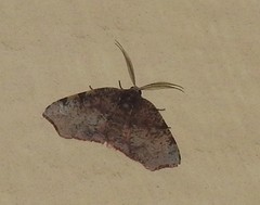 Achrosis rondelaria