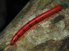 Centrobolus anulatus