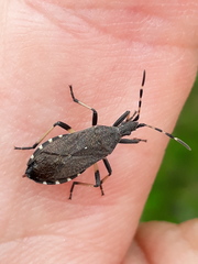 Dicranocephalus medius
