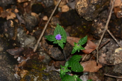 Phyllocephalum scabridum