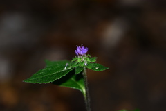 Phyllocephalum scabridum