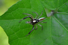 Chira spinosa